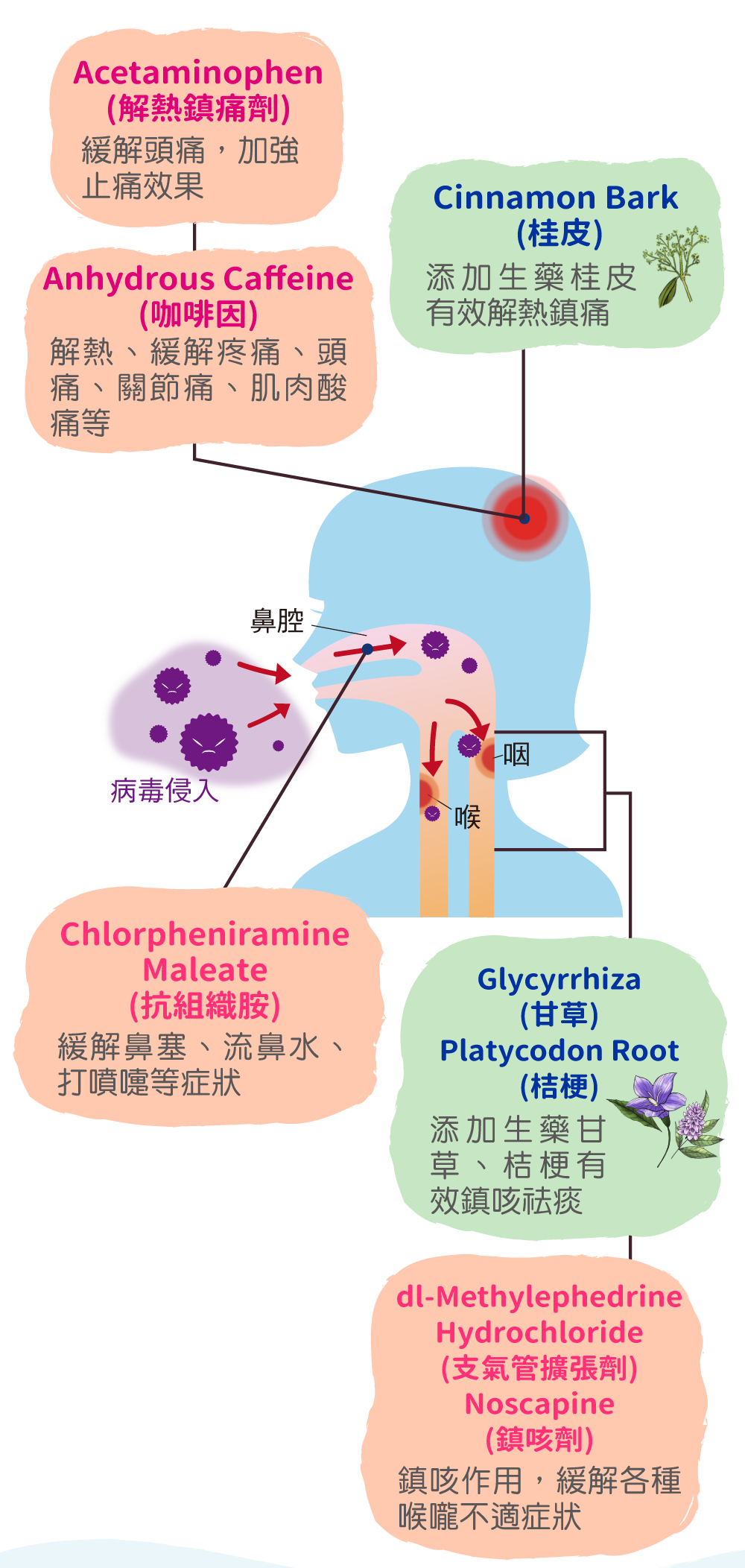Acetaminophen (解熱鎮痛劑) 緩解頭痛，加強止痛效果 Cinnamon Bark (桂皮) 添加生藥桂皮有效解熱鎮痛 Anhydrous Caffeine (咖啡因) 解熱、緩解疼痛、頭痛、關節痛、肌肉酸痛等 Chlorpheniramine Maleate (抗組織胺) 緩解鼻塞、流鼻水、打噴嚏等症狀 Glycyrrhiza (甘草) Platycodon Root (桔梗) 添加生藥甘草、桔梗有效鎮咳祛痰 dl-Methylephedrine Hydrochloride (支氣管擴張劑) Noscapine (鎮咳劑) 鎮咳作用，緩解各種喉嚨不適症狀